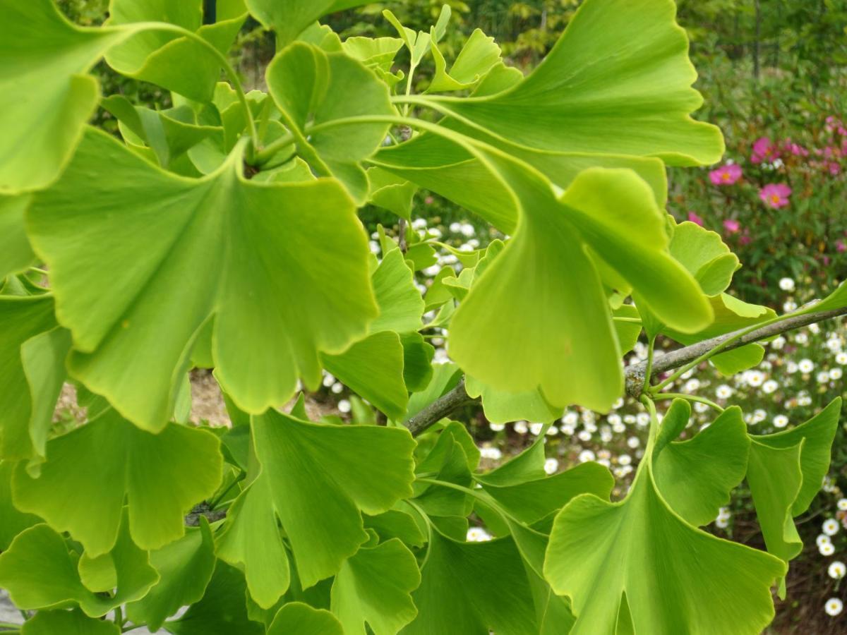 Twin Ginkgo Villa Giverny Dış mekan fotoğraf